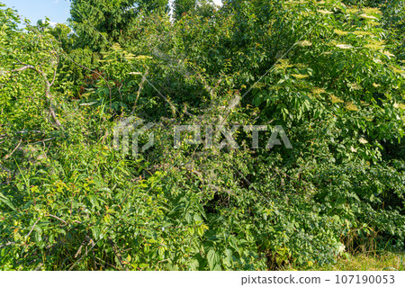 Many Caterpillars on Plum Tree, Insect Control Concept, Caterpillar on Plant, Pest in Web, Butterfly Worms Many Caterpillars on Plum Tree, Insect Control Concept, Caterpillar on Plant, Pest in Web, Butterfly Worms 107190053