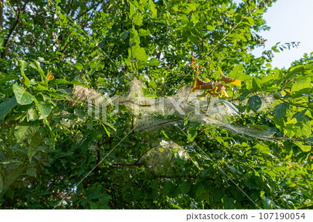 Many Caterpillars on Plum Tree, Insect Control Concept, Caterpillar on Plant, Pest in Web, Butterfly Worms Many Caterpillars on Plum Tree, Insect Control Concept, Caterpillar on Plant, Pest in Web, Butterfly Worms 107190054