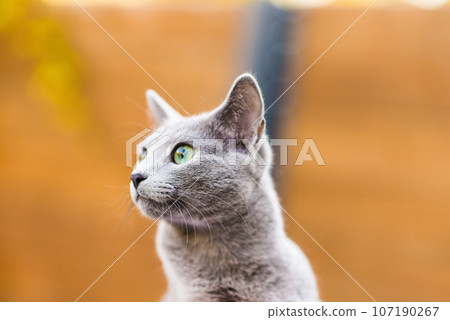 Blue cat sitting on wooden table with green background, sitting in the garden. Blue cat sitting on wooden table with green background, sitting in the garden. 107190267