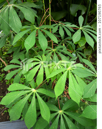 Cassava Cassava 107190765