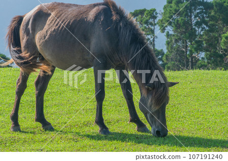 開普敦的野馬 107191240