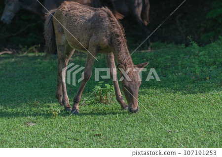 開普敦的野馬 107191253