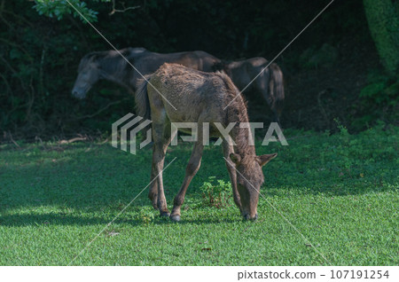 開普敦的野馬 107191254
