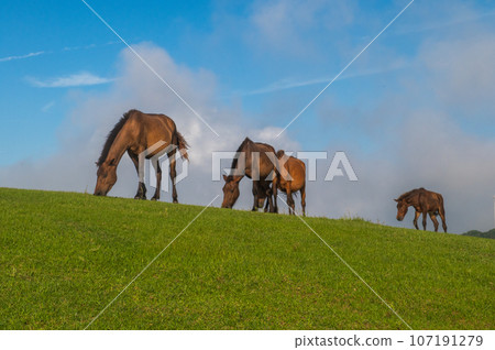 開普敦的野馬 107191279