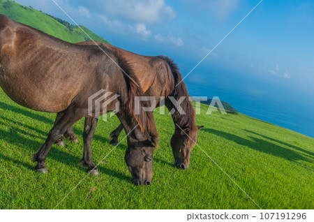 Cape Toi's wild horses Cape Toi's wild horses 107191296