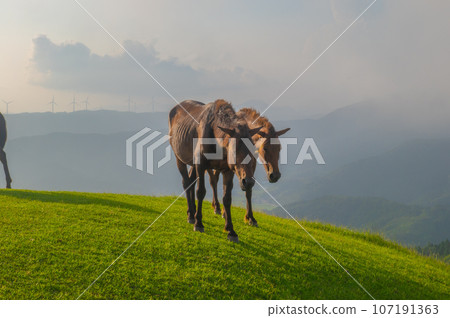 開普敦的野馬 開普敦的野馬 107191363