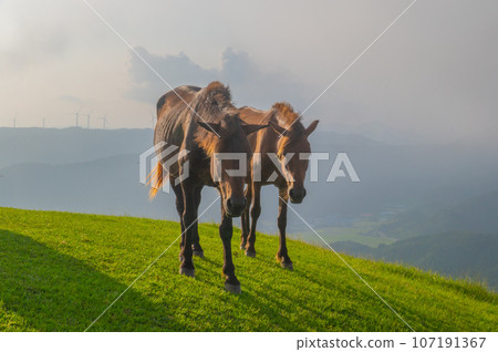 Cape Toi's wild horses 107191367