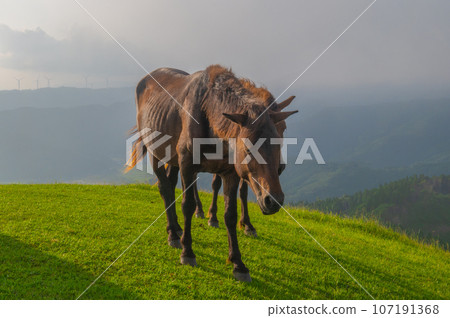 開普敦的野馬 107191368