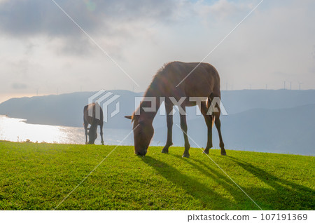 Cape Toi's wild horses 107191369