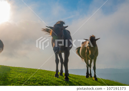 開普敦的野馬 107191373