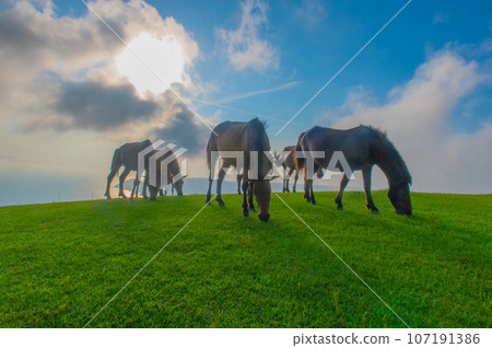 Cape Toi's wild horses 107191386