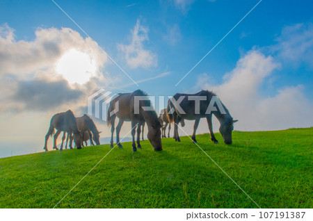 Cape Toi's wild horses 107191387