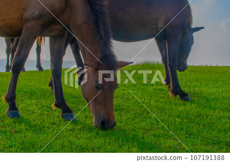 Cape Toi's wild horses Cape Toi's wild horses 107191388