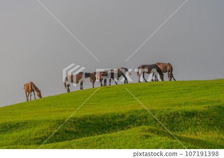 Cape Toi's wild horses Cape Toi's wild horses 107191398