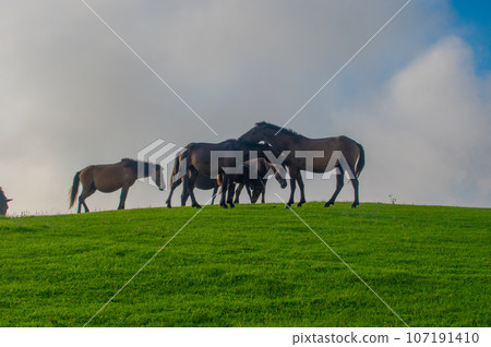 Cape Toi's wild horses 107191410