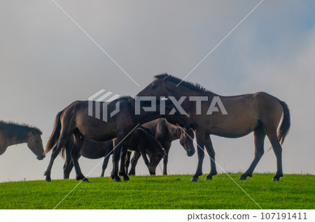 Cape Toi's wild horses Cape Toi's wild horses 107191411