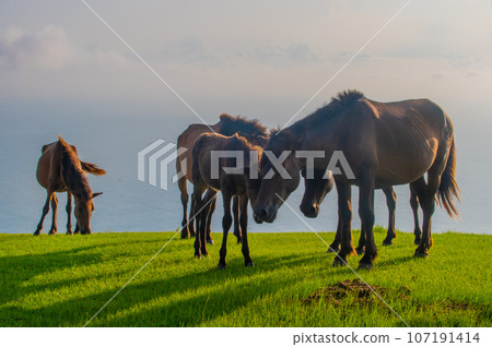 開普敦的野馬 107191414