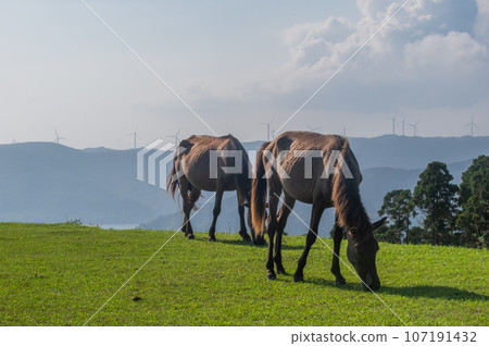 Cape Toi's wild horses Cape Toi's wild horses 107191432