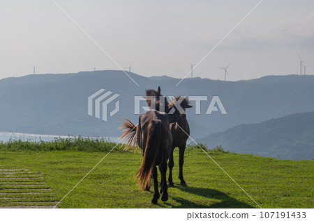 Cape Toi's wild horses Cape Toi's wild horses 107191433