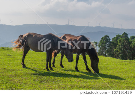 開普敦的野馬 開普敦的野馬 107191439