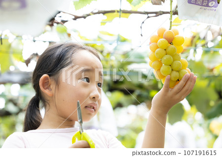 孩子們享受採摘時令葡萄的樂趣 107191615