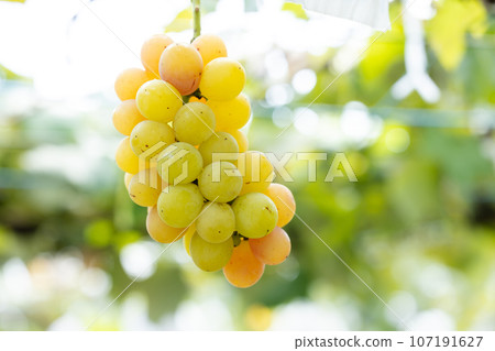 Enjoy seasonal grape picking Enjoy seasonal grape picking 107191627