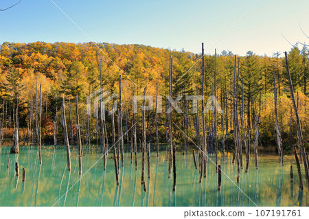 [Fixed price] Autumn Blue Pond (Shirokane Blue Pond / Biei Town, Hokkaido) 107191761