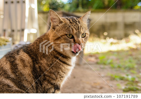 Cat's tongue tongue (brown tabby cat/two-haired cat) Cat's tongue tongue (brown tabby cat/two-haired cat) 107191789