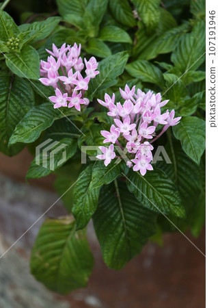 Pentas with cute pink star-shaped flowers 107191946