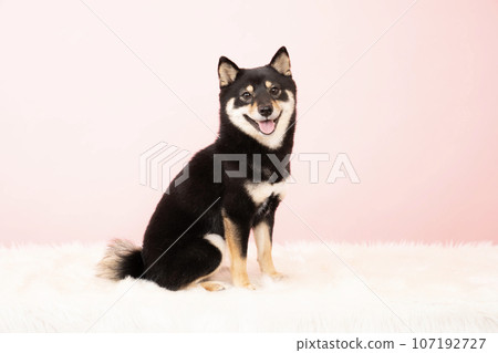 Kuromameshiba Sheri 坐在粉紅色背景中 Kuromameshiba Sheri 坐在粉紅色背景中 107192727