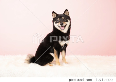 Kuromameshiba Sheri 坐在粉紅色背景中 Kuromameshiba Sheri 坐在粉紅色背景中 107192728