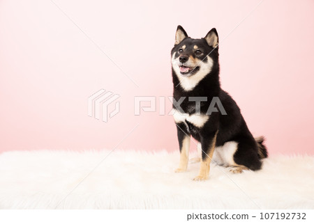 Kuromameshiba Sheri sitting with a pink background 107192732