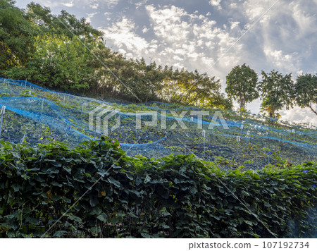 柏原市高尾山葡萄園 柏原市高尾山葡萄園 107192734