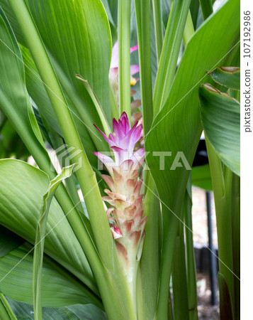 Curcuma aeruginosa, Zingiberaceae Curcuma aeruginosa, Zingiberaceae 107192986