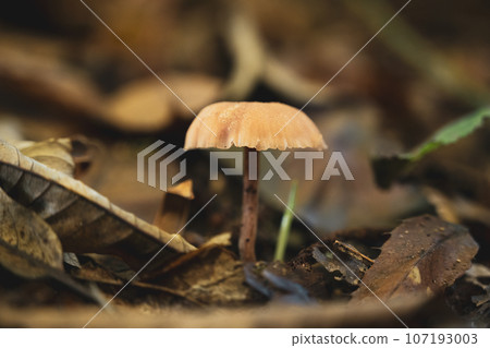 Mushroom in the forest floor Mushroom in the forest floor 107193003