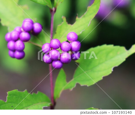 Autumn walking path with beautiful purple grains that catch the eye - Murasakikibu Autumn walking path with beautiful purple grains that catch the eye - Murasakikibu 107193140