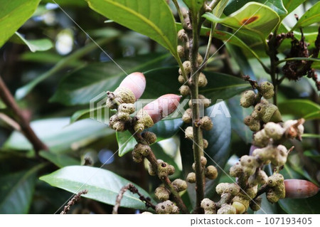 A park in early autumn with cute acorn fruits that give you a sense of the season. A park in early autumn with cute acorn fruits that give you a sense of the season. 107193405