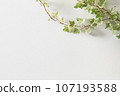 Ivy white background 107193588