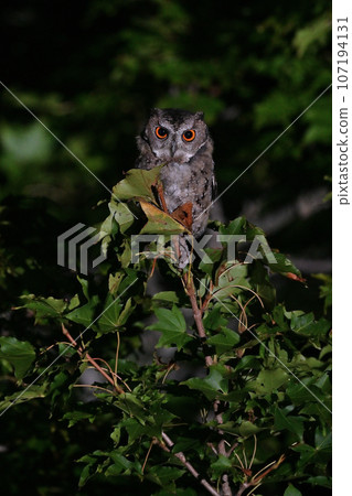 大角鴞⑨（北海道） 107194131