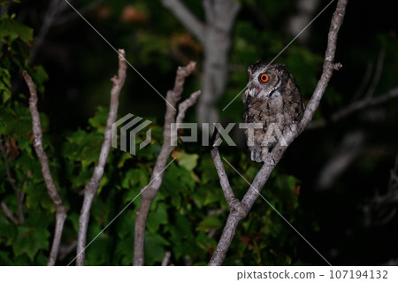 大角鴞⑩(北海道) 大角鴞⑩(北海道) 107194132