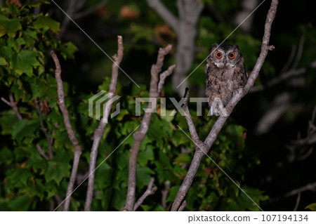 Great scops owl ⑪ (Hokkaido) 107194134
