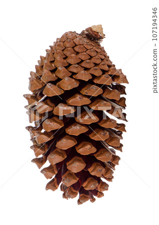 Pine cone Pine cone 107194346