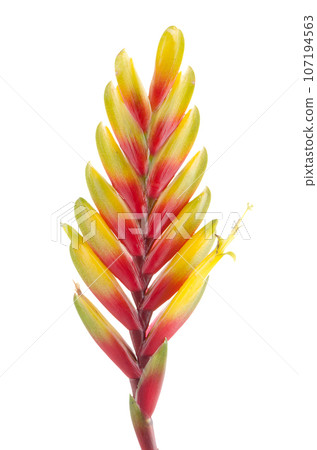 Bromelia Flower Bromelia Flower 107194563