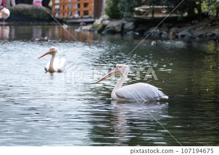 Great white pelican swimming leisurely 107194675