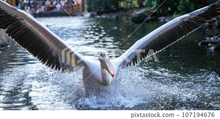 The spectacular water landing scene of a white pelican 107194676