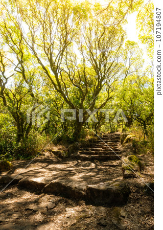 Via crucis trail on ancient forest of Bussaco 107194807