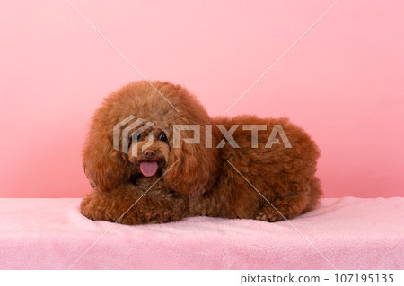 toy poodle toy poodle 107195135
