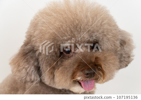 toy poodle toy poodle 107195136