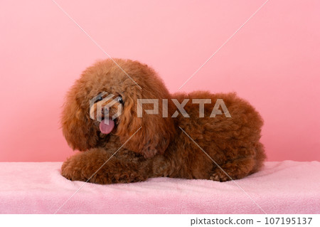 toy poodle  107195137