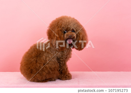 toy poodle  107195273